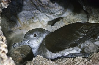 Manx Shearwater (Puffinus puffinus) nesting in cave, UK