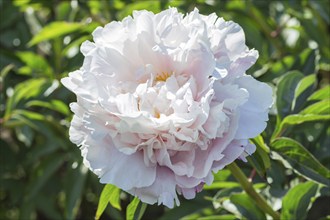 Pink peony flower in a botanical garden