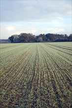 Green shoots of young cereal crop emerge from the soil in a field, Shottisham, Suffolk, England, UK