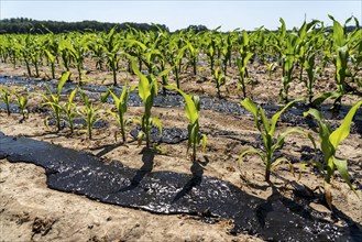 A maize field, with young plants, is fertilised with liquid manure, near Geldern, North