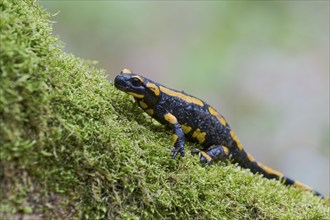 Fire salamander (Salamandra salamandra), Lower Saxony, Germany, Europe