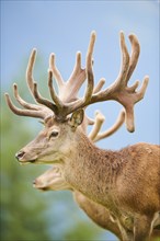 Red deer (Cervus elaphus) stag, portrait, Kitzbühel, Wildpark Aurach, Austria, Europe