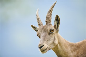 Alpine ibex (Capra ibex) female, portrait, wildlife Park Aurach near Kitzbuehl, Austria, Europe