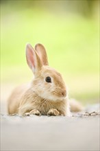 Domesticated rabbit (Oryctolagus cuniculus forma domestica) lying on the ground, Bavaria, Germany,