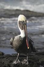 Brown pelican (Pelecanus occidentalis) resting on beach, Puerto Egas on Santiago Island, San