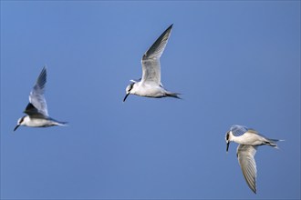 Three sandwich terns (Thalasseus sandvicensis Sterna sandvicensis) flying along the North Sea coast