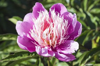 Pink peony flower in a botanical garden