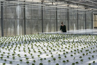 Agriculture, herb nursery, basil seedlings, growing in a greenhouse