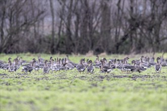 Bean geese (Anser fabalis) and greater white-fronted geese (Anser albifrons), Emsland, Lower