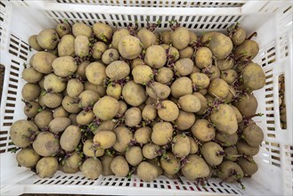 Early potatoes are placed in the soil of the field with a planting machine, Agriculture, Spring