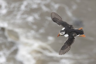 Atlantic puffin (Fratercula arctica) adult bird in flight over the sea in the summer, Yorkshire,