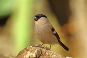 Eurasian bullfinch (Pyrrhula pyrrhula), female, sitting on an old tree stump, Wilnsdorf, North