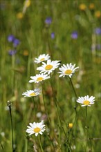 Flowering marguerites (Leucanthemum) and grasses in a wild, natural flower meadow, Germany, Europe