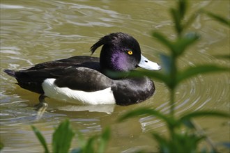 Tufted duck (Aythya fuligula) swimming on a lake, spring, Germany, Europe