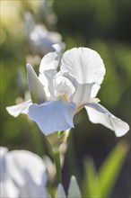 Colorful yellow and white irises in a botanical garden