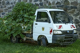 Discarded Piaggio Porter flatbed van as raised bed, vegetable patch, peppers (Capsicum) and