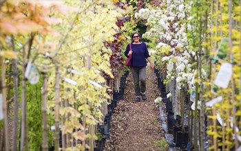 Model released woman walking past rows of colourful trees in blossom at a garden centre, UK