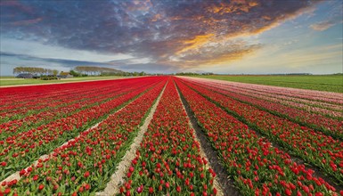 Agriculture, dense, intensely red blooming tulip field up to the horizon, aerial view, from above,