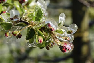 Hamburg, Altes Land, Obstplantage, Frostschutz