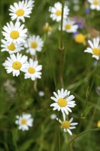 Flowering marguerites (Leucanthemum) and grasses in a wild, natural flower meadow, Germany, Europe