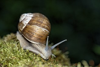 Burgundy snail (Helix pomatia) crawling over moss, Hesse, Germany, Europe