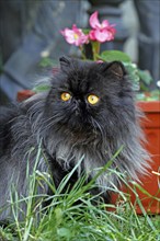 Persian cat, long-haired cat