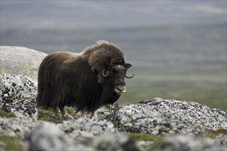 Musk ox, (Ovibos moschatus), Scandinavia