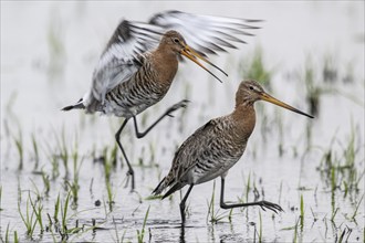 Black-tailed godwits (Limosa limosa), Lower Saxony, Germany, Europe