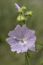 Mallow (Malva moschata), Emsland, Lower Saxony, Germany, Europe