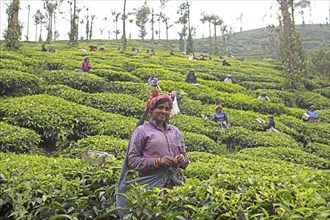 Indian tea pickers on a tea plantation, Thekkady, Kerala, India, Asia