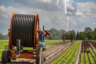 A field is artificially irrigated, water is sprayed onto the field via an irrigation system, field