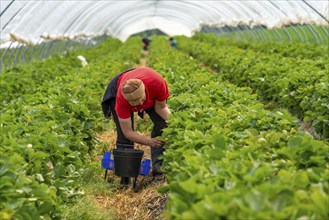 Harvesting strawberries, harvest helper, strawberry cultivation in the open field, under a foil