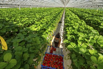 Harvesting strawberries, harvest helper, strawberry cultivation in the greenhouse, young strawberry