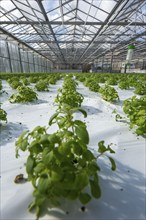 Agriculture, herb nursery, basil seedlings, growing in a greenhouse