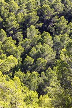 Green conifers in a pine forest near Sant Antoni de Portmany, Ibiza, Balearic Islands,