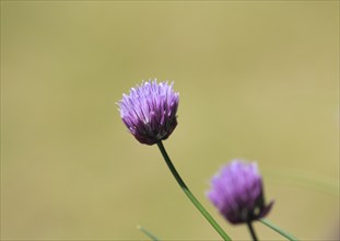 Chive (Allium schoenoprasum), in bloom, North Rhine-Westphalia, Germany, Europe