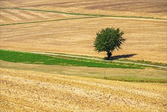 Field path, harvested fields, south-east of Nideggen, in the Rureifel, North Rhine-Westphalia,