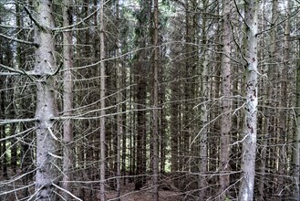 Forest dieback in the Bergisches Land, near Engelskirchen, over 70 per cent of the spruce trees are