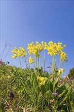 Beautiful blooming cowslip (Primula veris) on a meadow at a sunny spring day