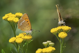 Scarce copper (Lycaena virgaureae) from the blue butterfly family, Valais, Switzerland, Europe