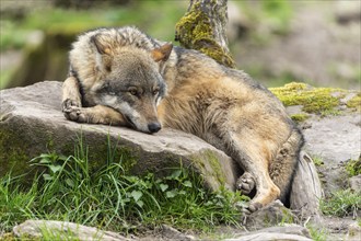 European gray wolf (Canis lupus) lying on a stone, France, Europe