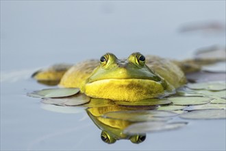 Bullfrog, Lithobates catesbeianus. A male bullfrog floating on a lake and calling when another male