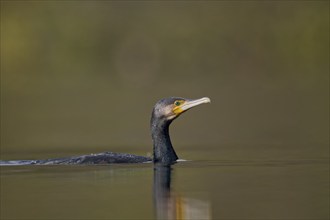 Great cormorant (Phalacrocorax carbo), Lower Saxony, Germany, Europe