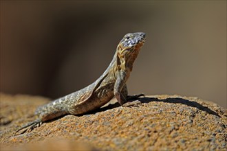 East Mexican Black Iguana, (Ctenosaura acanthura), adult, on rocks, foraging, warming up,