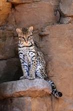 Ocelot (Leopardus pardalis), adult, sitting, at the den, alert, Sonora Desert, Arizona, North