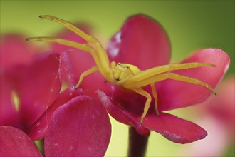 Close-up of a yellow Goldenrod crab spider (Misumena vatia) on a pink flower against a green