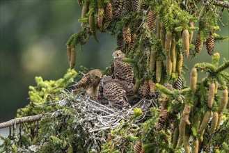 Common kestrel (Falco tinnunculus), female adult bird feeding young birds not yet ready to fly in