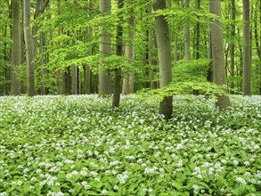 Ramson (Allium ursinum) in a semi-natural beech forest in spring, Hainich National Park, Bad