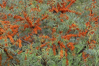 Common sea-buckthorn (Hippophae rhamnoides), shrub with fruit, Moselle, Rhineland-Palatinate,