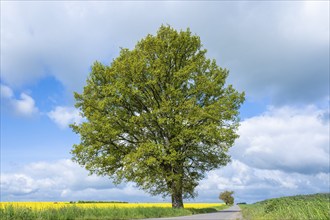 English oak (Quercus robur), solitary, in spring, standing on a country lane, blue sky and white